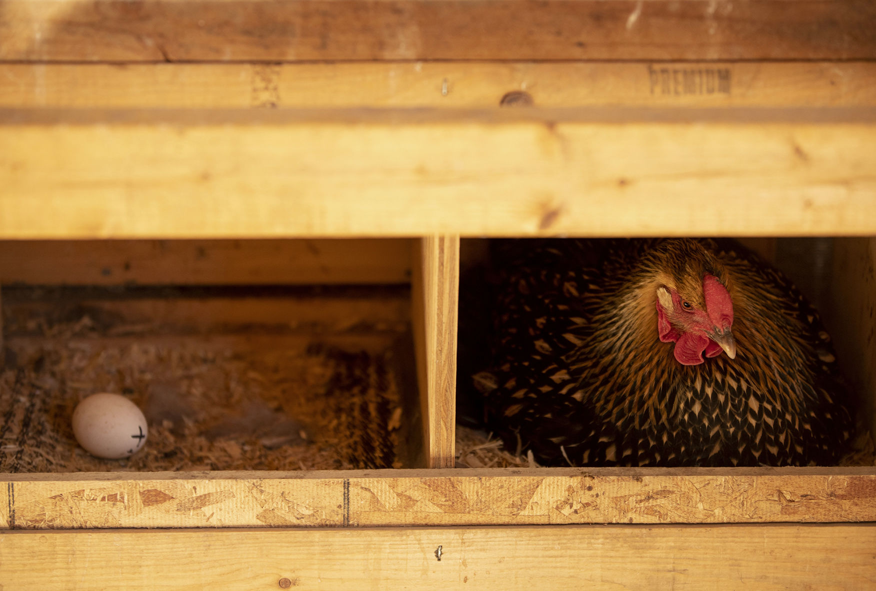 040520-life-chickens 02
